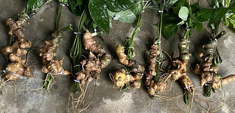 Nhân sâm Lai Châu 9 đến 12 tuổi loại 7- 8 củ 1 kg 1